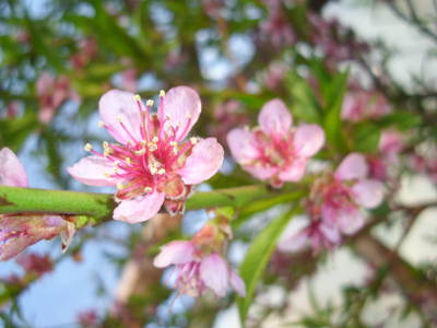 Pfirsichblüten im Gewächshaus