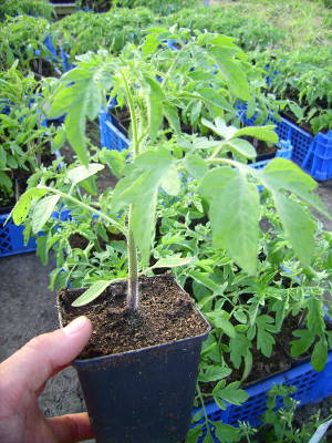 Tomaten Jngpflanze