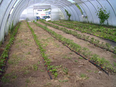 Frisch gepflanzte Tomaten im Südring